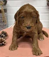 Light pink  Collar, a female Goldendoodle for sale in Macon, GA – Photo 2 of 4