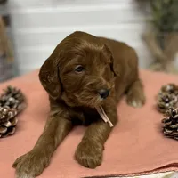 Light pink  Collar, a female Goldendoodle for sale in Macon, GA – Photo 4 of 4