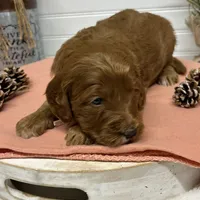 Light pink  Collar, a female Goldendoodle for sale in Macon, GA – Photo 3 of 4