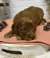 Light pink  Collar, a female Goldendoodle for sale in Macon, GA – Photo 3 of 4