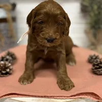 Light pink  Collar, a female Goldendoodle for sale in Macon, GA – Photo 1 of 4