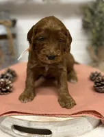 Light pink  Collar, a female Goldendoodle for sale in Macon, GA – Photo 1 of 4