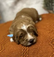 Blue Collar, a male Goldendoodle for sale in Macon, GA – Photo 8 of 8