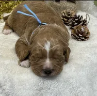 Blue Collar, a male Goldendoodle for sale in Macon, GA – Photo 5 of 8