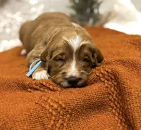 Blue Collar, a male Goldendoodle for sale in Macon, GA – Photo 7 of 8