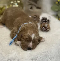 Blue Collar, a male Goldendoodle for sale in Macon, GA – Photo 3 of 8