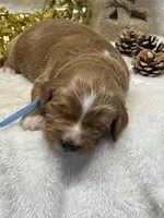 Blue Collar, a male Goldendoodle for sale in Macon, GA – Photo 6 of 8
