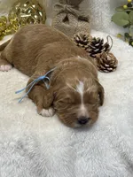 Blue Collar, a male Goldendoodle for sale in Macon, GA – Photo 2 of 8