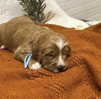 Blue Collar, a male Goldendoodle for sale in Macon, GA – Photo 1 of 8