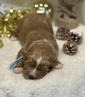 Blue Collar, a male Goldendoodle for sale in Macon, GA – Photo 4 of 8