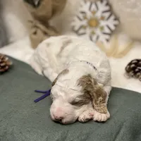 Purple Collar, a female Goldendoodle for sale in Macon, GA – Photo 6 of 10