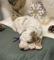 Purple Collar, a female Goldendoodle for sale in Macon, GA – Photo 6 of 10