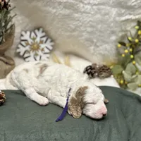 Purple Collar, a female Goldendoodle for sale in Macon, GA – Photo 9 of 10