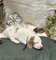 Purple Collar, a female Goldendoodle for sale in Macon, GA – Photo 9 of 10
