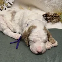Purple Collar, a female Goldendoodle for sale in Macon, GA – Photo 10 of 10