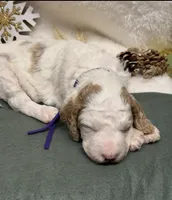 Purple Collar, a female Goldendoodle for sale in Macon, GA – Photo 10 of 10