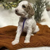Purple Collar, a female Goldendoodle for sale in Macon, GA – Photo 5 of 10