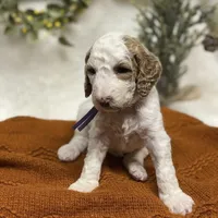 Purple Collar, a female Goldendoodle for sale in Macon, GA – Photo 4 of 10