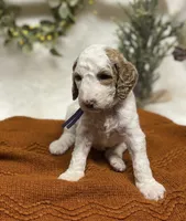 Purple Collar, a female Goldendoodle for sale in Macon, GA – Photo 4 of 10