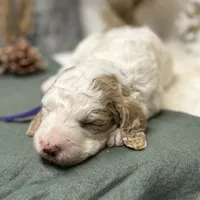 Purple Collar, a female Goldendoodle for sale in Macon, GA – Photo 7 of 10