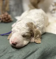 Purple Collar, a female Goldendoodle for sale in Macon, GA – Photo 7 of 10