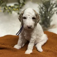Purple Collar, a female Goldendoodle for sale in Macon, GA – Photo 1 of 10