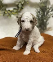 Purple Collar, a female Goldendoodle for sale in Macon, GA – Photo 1 of 10