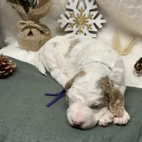 Purple Collar, a female Goldendoodle for sale in Macon, GA – Photo 8 of 10