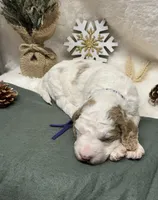 Purple Collar, a female Goldendoodle for sale in Macon, GA – Photo 8 of 10