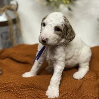 Purple Collar, a female Goldendoodle for sale in Macon, GA – Photo 2 of 10