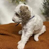 Purple Collar, a female Goldendoodle for sale in Macon, GA – Photo 3 of 10