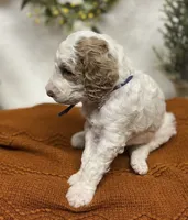 Purple Collar, a female Goldendoodle for sale in Macon, GA – Photo 3 of 10