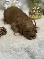 Red Collar, a male Goldendoodle for sale in Macon, GA – Photo 2 of 3