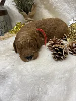 Red Collar, a male Goldendoodle for sale in Macon, GA – Photo 1 of 3