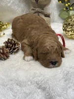 Red Collar, a male Goldendoodle for sale in Macon, GA – Photo 3 of 3
