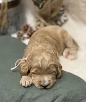 Light Pink Collar, a female Goldendoodle for sale in Macon, GA – Photo 2 of 9