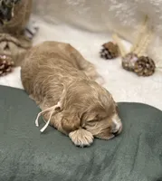 Light Pink Collar, a female Goldendoodle for sale in Macon, GA – Photo 4 of 9