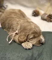 Light Pink Collar, a female Goldendoodle for sale in Macon, GA – Photo 3 of 9