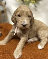 Light Pink Collar, a female Goldendoodle for sale in Macon, GA – Photo 8 of 9