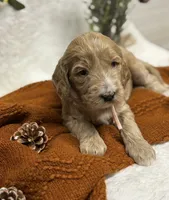 Light Pink Collar, a female Goldendoodle for sale in Macon, GA – Photo 9 of 9