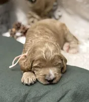 Light Pink Collar, a female Goldendoodle for sale in Macon, GA – Photo 5 of 9