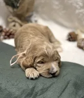 Light Pink Collar, a female Goldendoodle for sale in Macon, GA – Photo 6 of 9
