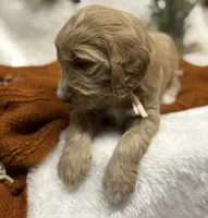 Light Pink Collar, a female Goldendoodle for sale in Macon, GA – Photo 7 of 9