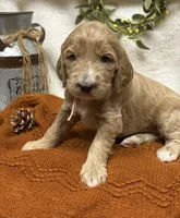 Light Pink Collar, a female Goldendoodle for sale in Macon, GA – Photo 1 of 9