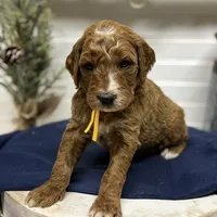 Yellow Collar, a male Goldendoodle for sale in Macon, GA – Photo 3 of 6