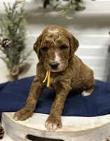 Yellow Collar, a male Goldendoodle for sale in Macon, GA – Photo 3 of 6