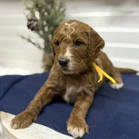 Yellow Collar, a male Goldendoodle for sale in Macon, GA – Photo 4 of 6
