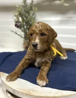 Yellow Collar, a male Goldendoodle for sale in Macon, GA – Photo 4 of 6
