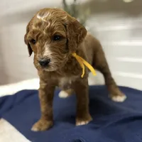 Yellow Collar, a male Goldendoodle for sale in Macon, GA – Photo 2 of 6