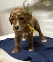 Yellow Collar, a male Goldendoodle for sale in Macon, GA – Photo 2 of 6